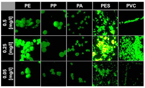 Fast Forward: Optimized Sample Preparation and Fluorescent Staining for ...