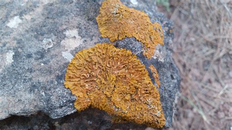 17 questions with answers in LICHEN TAXONOMY | Science topic