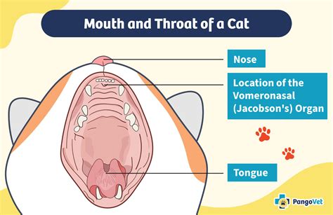 What Is the Flehmen Response in Cats? Vet Approved Signs, Causes & FAQ ...