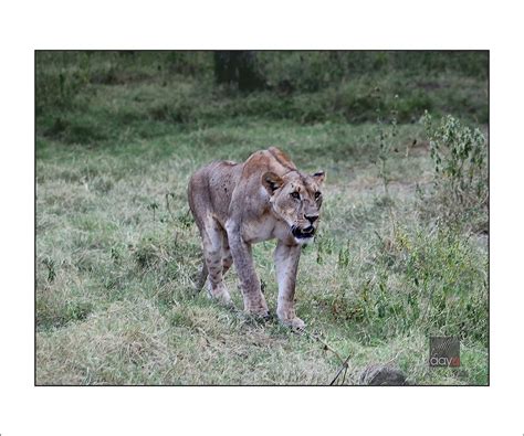 AAYU Wall Frame Masai Lioness Attacking(AAYU13_Wodden Frame) : Amazon ...