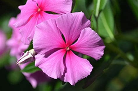 Top listed perennial flowers which make your garden beautiful – TrustBasket