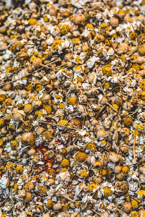 How does Chamomile Tea relieve anxiety and stress? – Tea Trunk