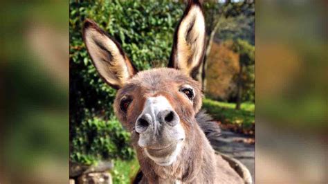 Facts About Donkeys: 'तुम गधे हो...तुम्हें कुछ नहीं पता'... जानिए गधा ...