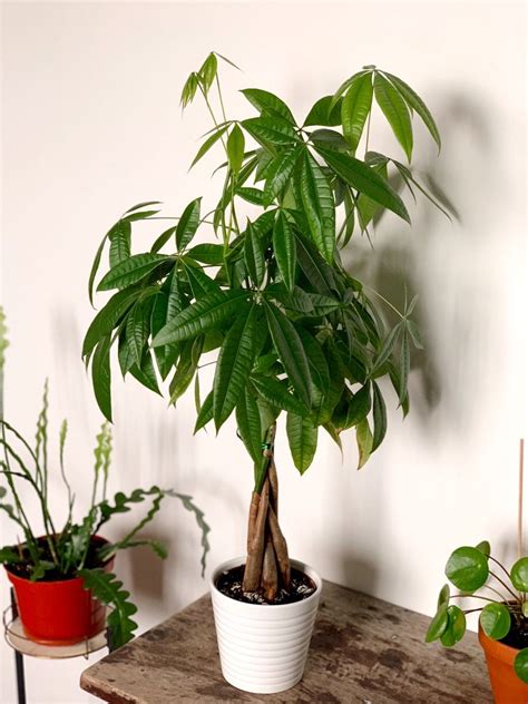 Buy Money Tree Plant Online India | Pachira Indoor ...