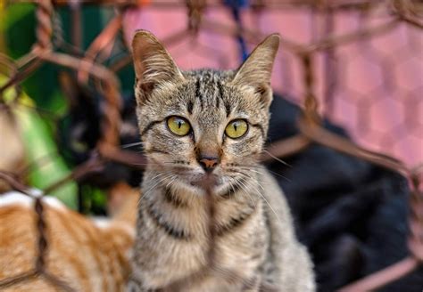 Rescue Cats from Slaughterhouse - FOUR PAWS International - Animal ...