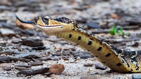 Puff Adder (Bitis arietans) from Montagu, South Africa. Dangerously venomous. : SnakeRescue