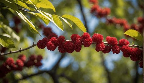 Sumac Tree Identification 的图像结果