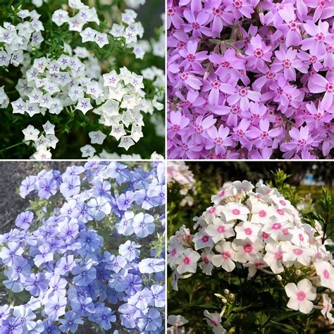 Amazon.com : Mixrug Mix Creeping Dwarf Phlox Seeds for Planting, 1000 ...
