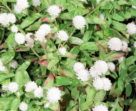 Integral immortality : spiritual meaning of flower