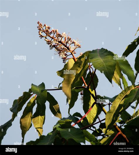 Pink budding flower spike hi-res stock photography and images - Alamy