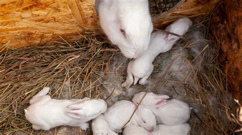 When Do Pregnant Rabbits Start Nesting? - Everbreed
