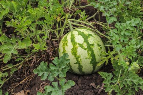 Real vs. Fake Watermelons: 5 Foolproof Ways to Spot the Difference