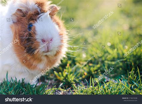 508 Abyssinian guinea pig Images, Stock Photos & Vectors | Shutterstock