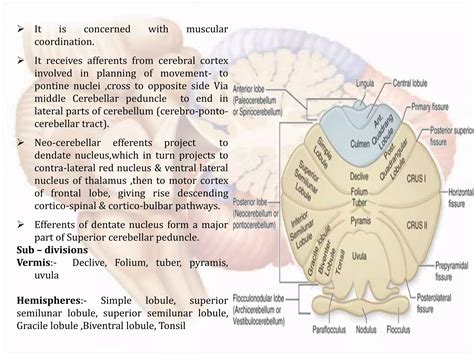 Anatomy of cerebellum | PPTX