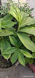 Plantsworld Costus Igneus Insulin Live Medicinal Plant : Amazon.in ...