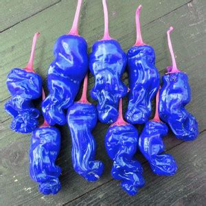 CYBEXIS Good Germination Pure Natural Organic Blue Chilli Pepper Seeds ...