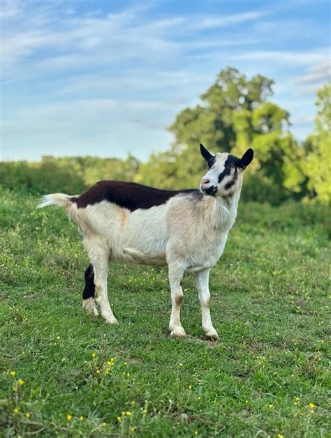 Image result for Homestead Forge Mod Guide