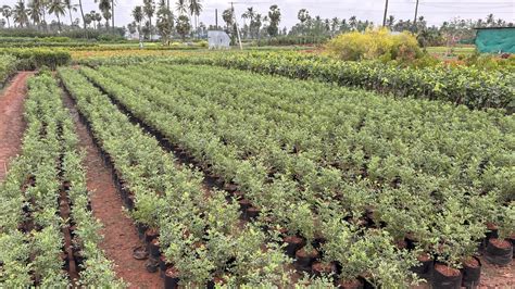 Kadiyam Nursery | Your Trusted Telangana Garden Plants Supplier ...