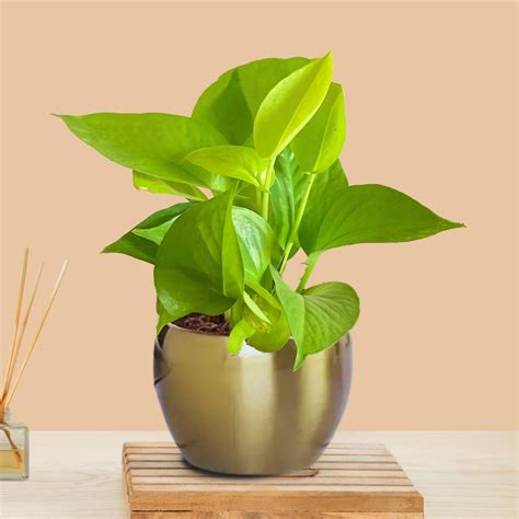 Greenkin Money Plant Golden in Golden Metal Pot | Indoor Plant for Home ...
