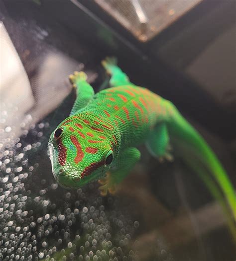 Giant Day Gecko