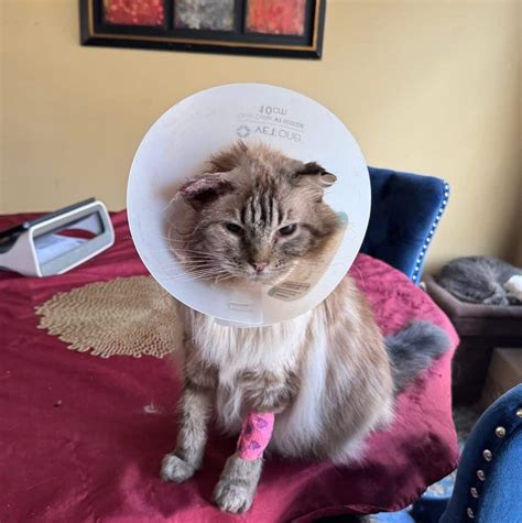 Ear Hematomas in Cats | Cat Behavior Tips by Rita Reimers