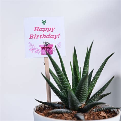 Zebra Haworthia Birthday Gift Hamper – Ugaoo