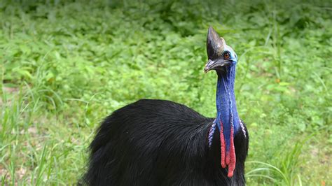 Cassowary | San Diego Zoo Animals & Plants