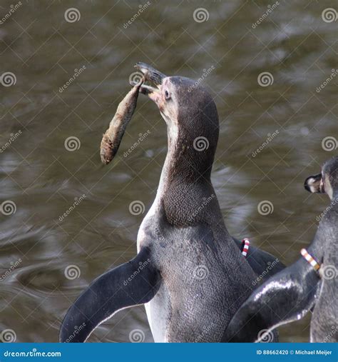 Penguin Eating Fish