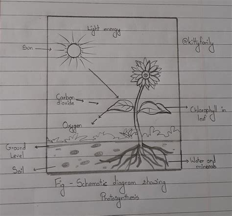 What do you understand by photosynthesis? Explain with diagram and ...
