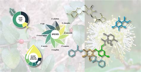 Xylosma G. Forst. Genus: Medicinal and Veterinary Use, Phytochemical ...