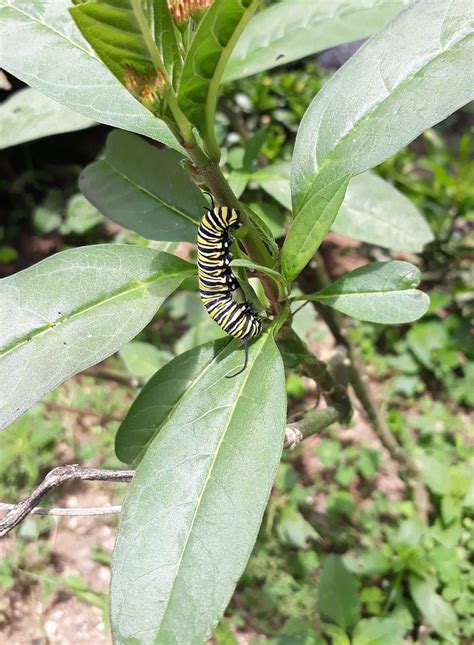 EL DESCANSO (Mindo) - Guesthouse Reviews, Photos, Rate Comparison ...