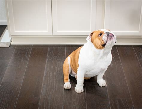 How To Prevent Scratches on Hardwood Floors From Dogs?