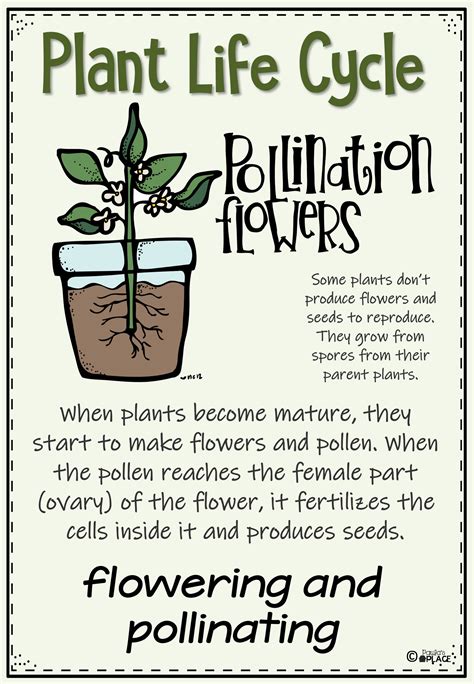 Image result for Primary Science Lessons Plant Distribution