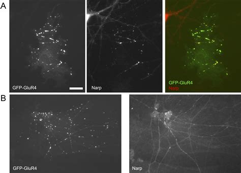 Image result for Glua4 Neuron