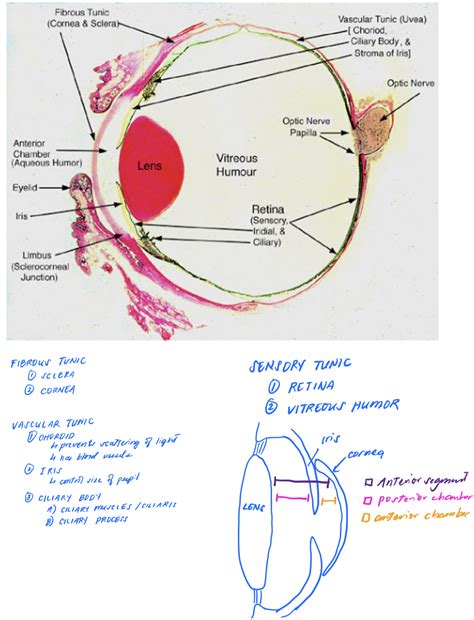 [Solved] Lab 13 (13-11) Label the cow eye. 13. Label the Cow Eye (use ...