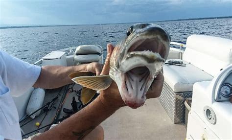 Viral Image Of A Two-Faced Fish Has Taken The Internet By Storm - Science