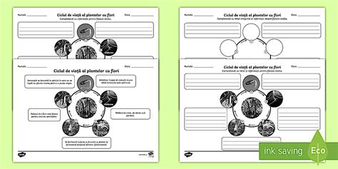 Fișă de lucru Ciclul de viață la plante | Twinkl România