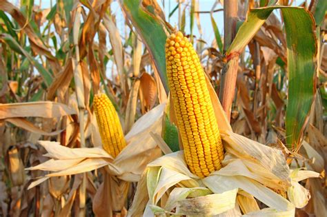 Field Corn | The Canadian Encyclopedia