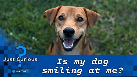 Do dogs smile? Here's what it means your dog flashes their teeth.