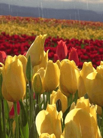 Image result for Tulips Flower Using Python