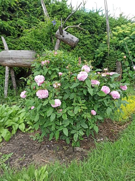 Rose 'Jacques Cartier': Lubera.de