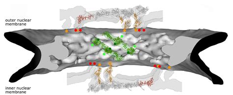 Dunking into the Lipid Bilayer: How Direct Membrane Binding of ...