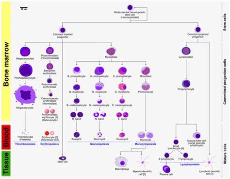 Hematopoiesis | Biology - Immunology | BioChemiThon