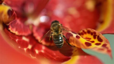 Wallpaper bee, flower, blur, macro hd, picture, image