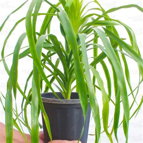 Buy Dracaena Draco, Dragon Tree Plant - Nursery Nisarga
