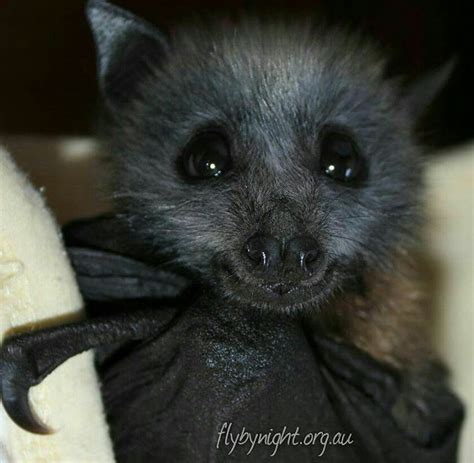 Cute Real Baby Bat