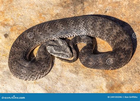 Australian Common Death Adder Stock Photo - Image of death, danger ...
