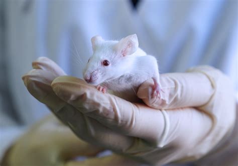 Mouse Model in Lab 的图像结果