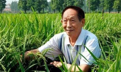 袁隆平发现一株茁壮野稻，经过培育后，却发现它们根本当不了种子_水稻