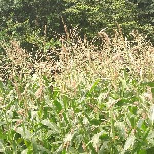 Rise 404 Hybrid Maize | Shine Brand Seeds